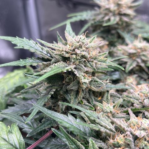 Triple G Automatic growlog timeline photo