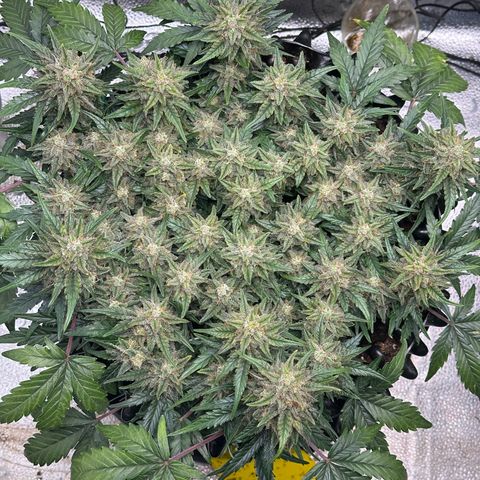 Triple G Automatic growlog timeline photo