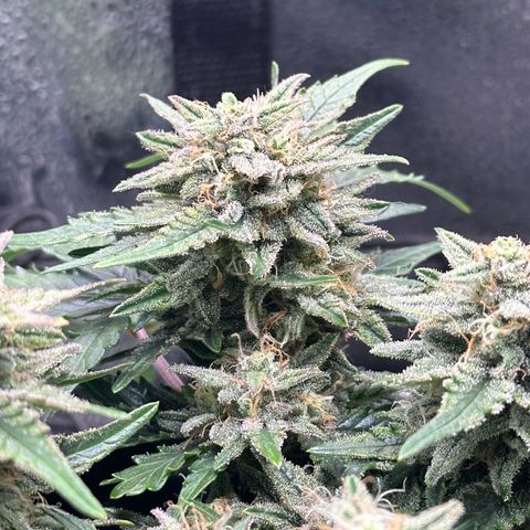 Triple G Automatic growlog timeline photo
