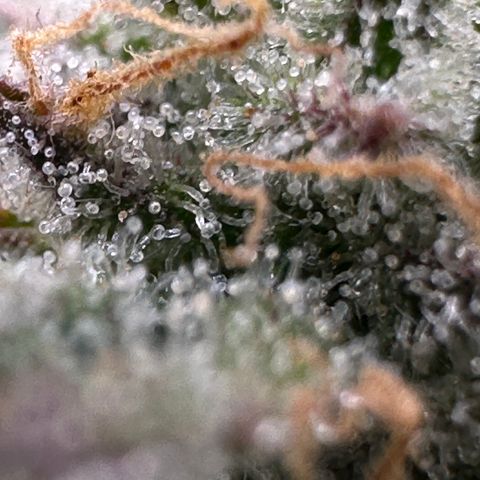 Triple G Automatic growlog timeline photo