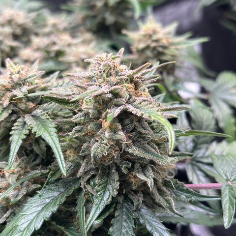 Triple G Automatic growlog timeline photo