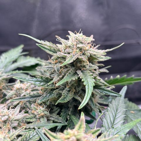 Triple G Automatic growlog timeline photo
