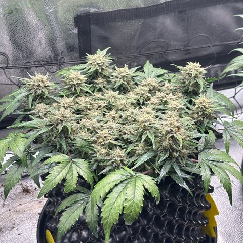 Triple G Automatic growlog timeline photo