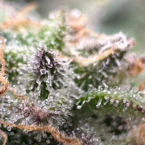 Triple G Automatic growlog timeline photo