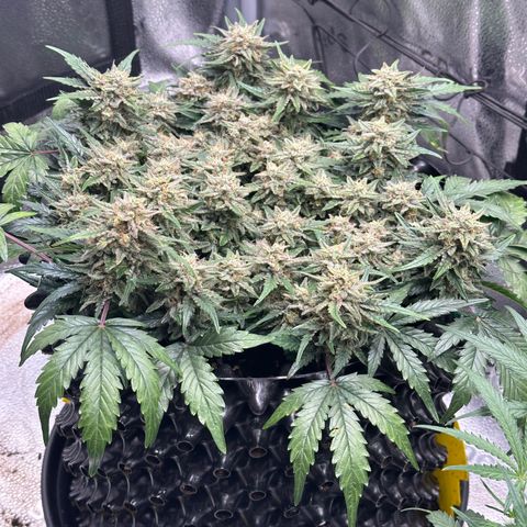 Triple G Automatic growlog timeline photo