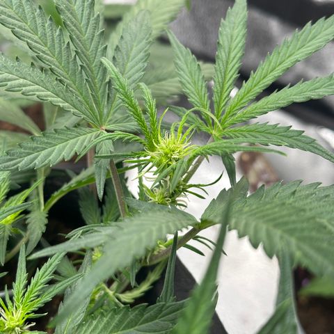 Mimosa Auto 🍊🥂 growlog timeline photo