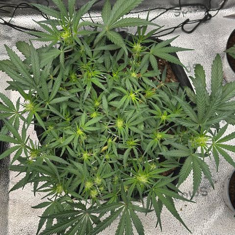 Mimosa Auto 🍊🥂 growlog timeline photo