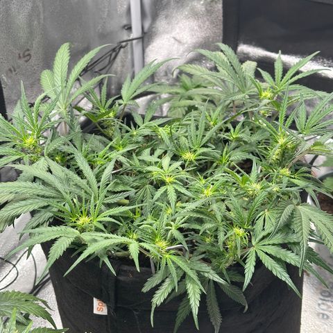 Mimosa Auto 🍊🥂 growlog timeline photo