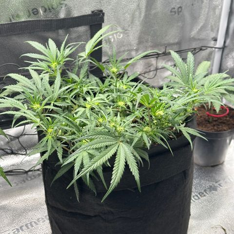 Mimosa Auto 🍊🥂 growlog timeline photo