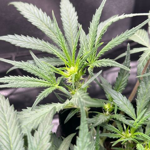 Mimosa Auto 🍊🥂 growlog timeline photo