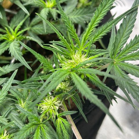 Mimosa Auto 🍊🥂 growlog timeline photo
