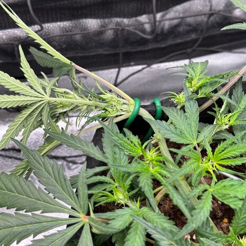 Mimosa Auto 🍊🥂 growlog photo: Gesupercroppeter Trieb