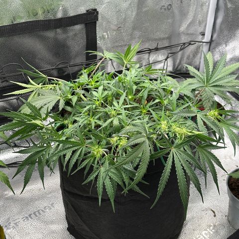 Mimosa Auto 🍊🥂 growlog timeline photo