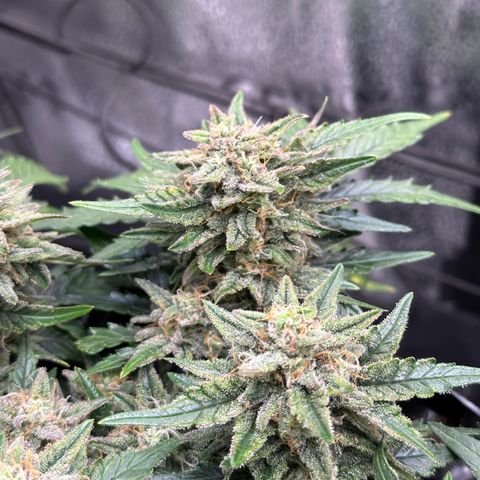 Triple G Automatic growlog timeline photo