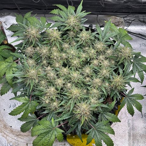 Triple G Automatic growlog timeline photo