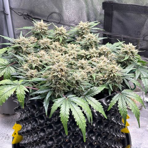 Triple G Automatic growlog timeline photo