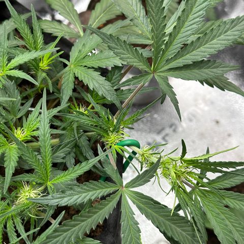 Mimosa Auto 🍊🥂 growlog timeline photo