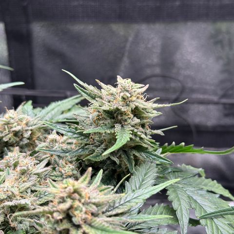 Triple G Automatic growlog timeline photo