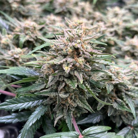 Triple G Automatic growlog timeline photo