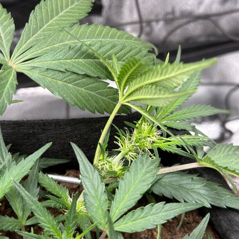 Mimosa Auto 🍊🥂 growlog timeline photo