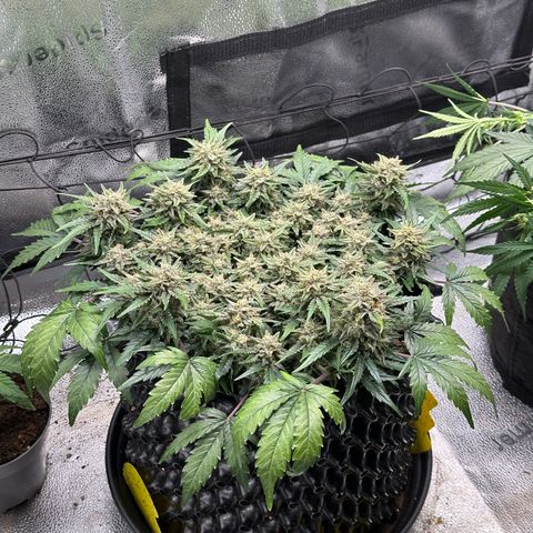 Triple G Automatic growlog timeline photo