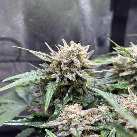 Triple G Automatic growlog timeline photo