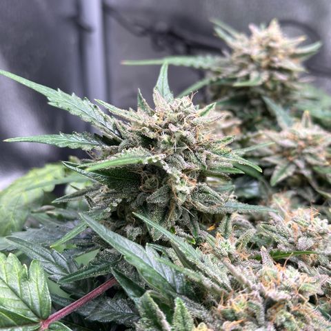 Triple G Automatic growlog timeline photo