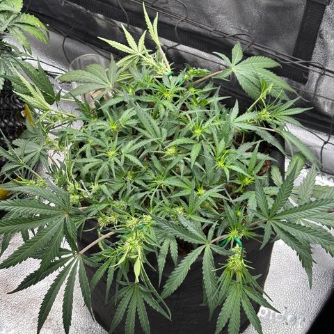 Mimosa Auto 🍊🥂 growlog timeline photo