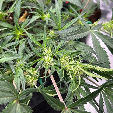 Mimosa Auto 🍊🥂 growlog timeline photo