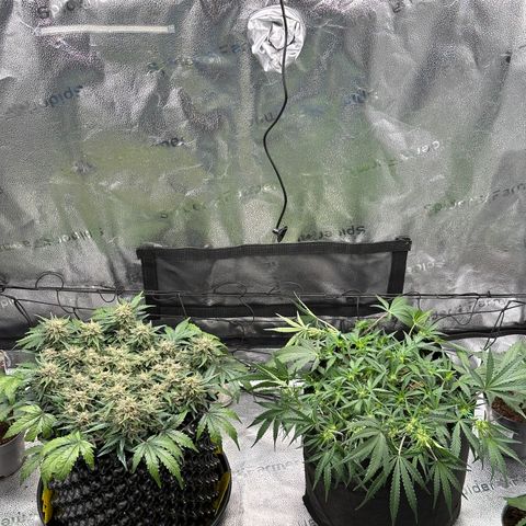 Triple G Automatic growlog photo: Triple G links 