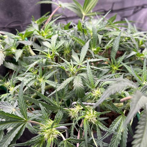 Mimosa Auto 🍊🥂 growlog timeline photo