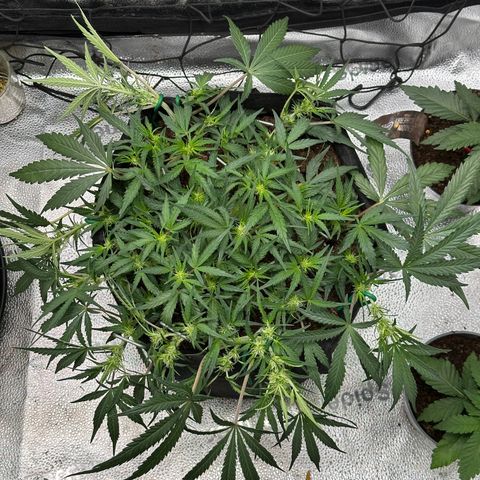 Mimosa Auto 🍊🥂 growlog timeline photo
