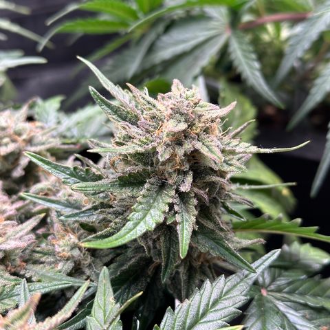 Triple G Automatic growlog timeline photo