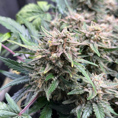 Triple G Automatic growlog timeline photo
