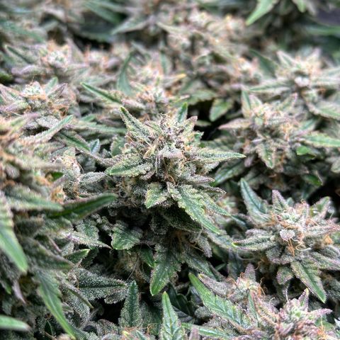 Triple G Automatic growlog timeline photo
