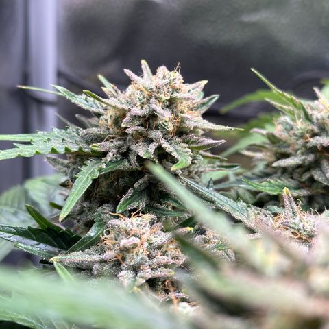 Triple G Automatic growlog timeline photo
