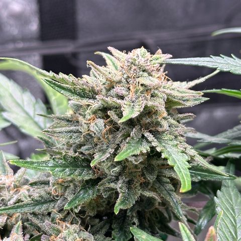 Triple G Automatic growlog timeline photo