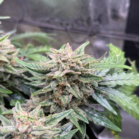 Triple G Automatic growlog timeline photo