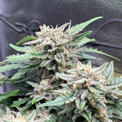 Triple G Automatic growlog timeline photo
