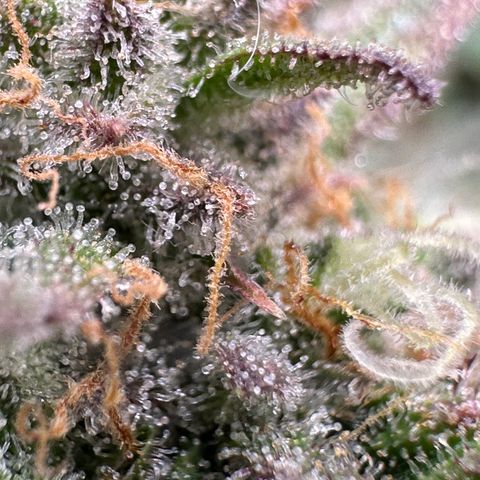 Triple G Automatic growlog timeline photo