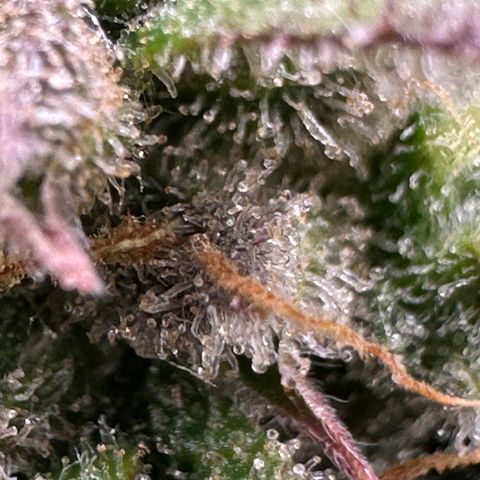 Triple G Automatic growlog timeline photo