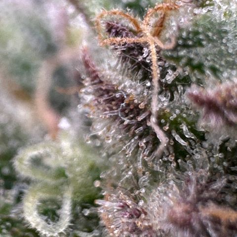 Triple G Automatic growlog timeline photo