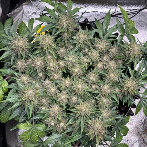 Triple G Automatic growlog timeline photo