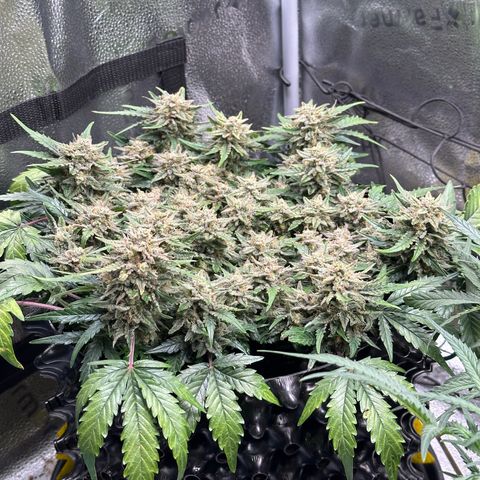 Triple G Automatic growlog timeline photo