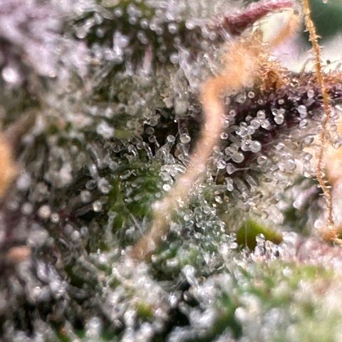 Triple G Automatic growlog timeline photo