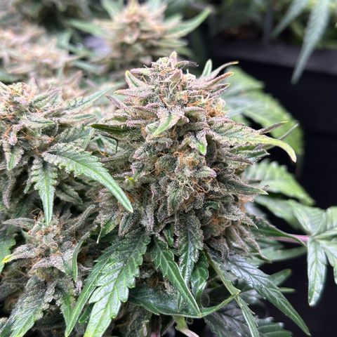 Triple G Automatic growlog timeline photo