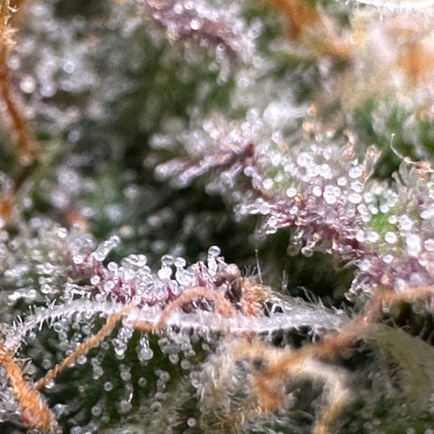 Triple G Automatic growlog timeline photo