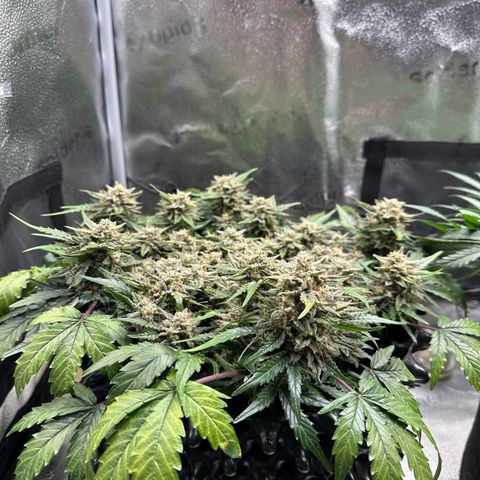 Triple G Automatic growlog timeline photo