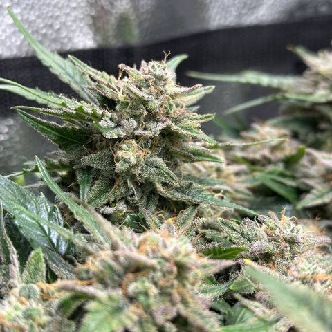 Triple G Automatic growlog timeline photo
