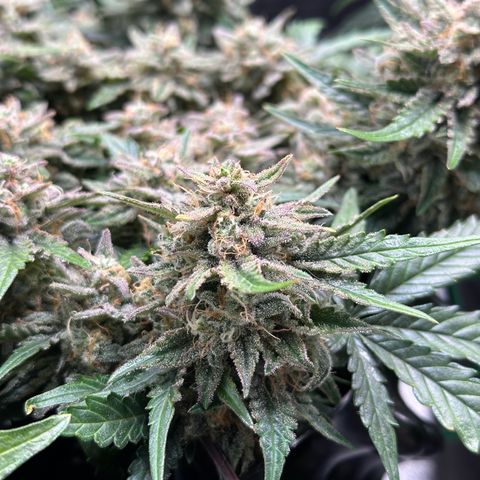 Triple G Automatic growlog timeline photo